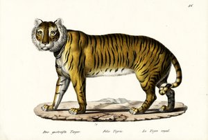 Royal Tiger, 1824